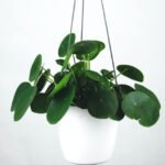 Pilea Peperomioides - Image 2